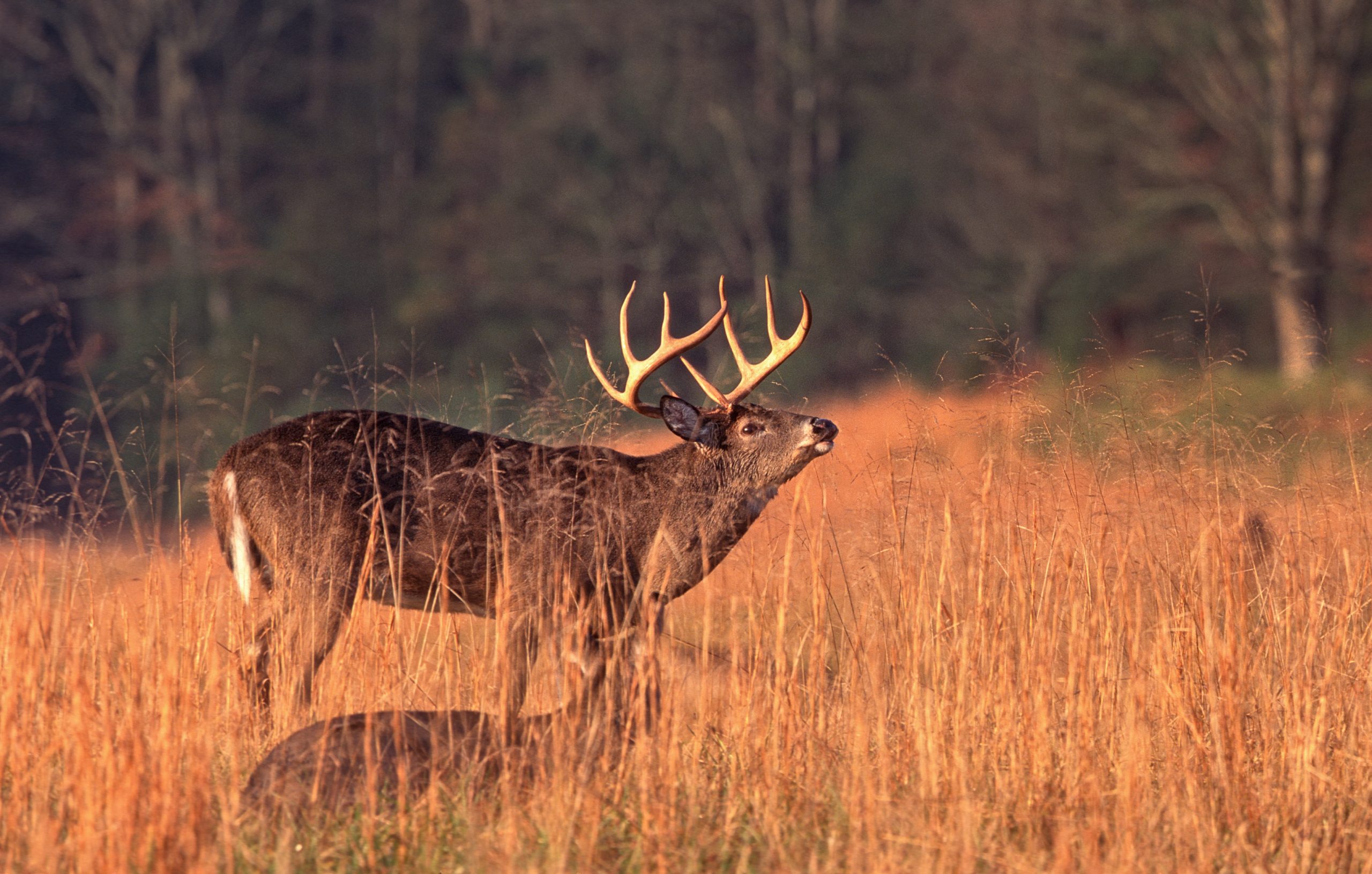 how-to-start-deer-hunting-step-by-step-guidelines